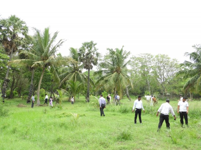 Tree Plantation at GA Bungalow